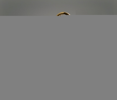 Настенный светильник  F4124-64