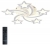 Потолочная люстра INNOVATION STYLE INNOVATION STYLE 83018 Потолочная люстра INNOVATION STYLE INNOVATION STYLE 83018