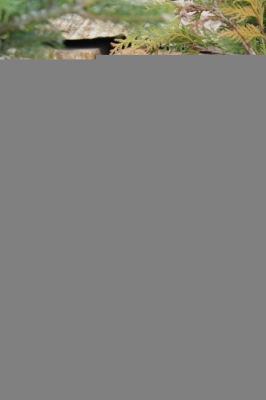 Грунтовый светильник LD-CO LD-C030 LED