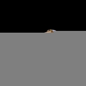 Спот  00640-0.3-04DA FGD+CH 