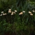 Грунтовый светильник  USL-S-832/PM030 FAIRY MUSHROOMS SET25
